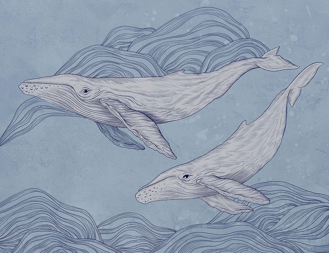 Cute illustrated whales wall mural on the blue background