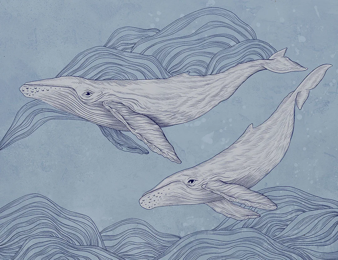 Cute illustrated whales wall mural on the blue background