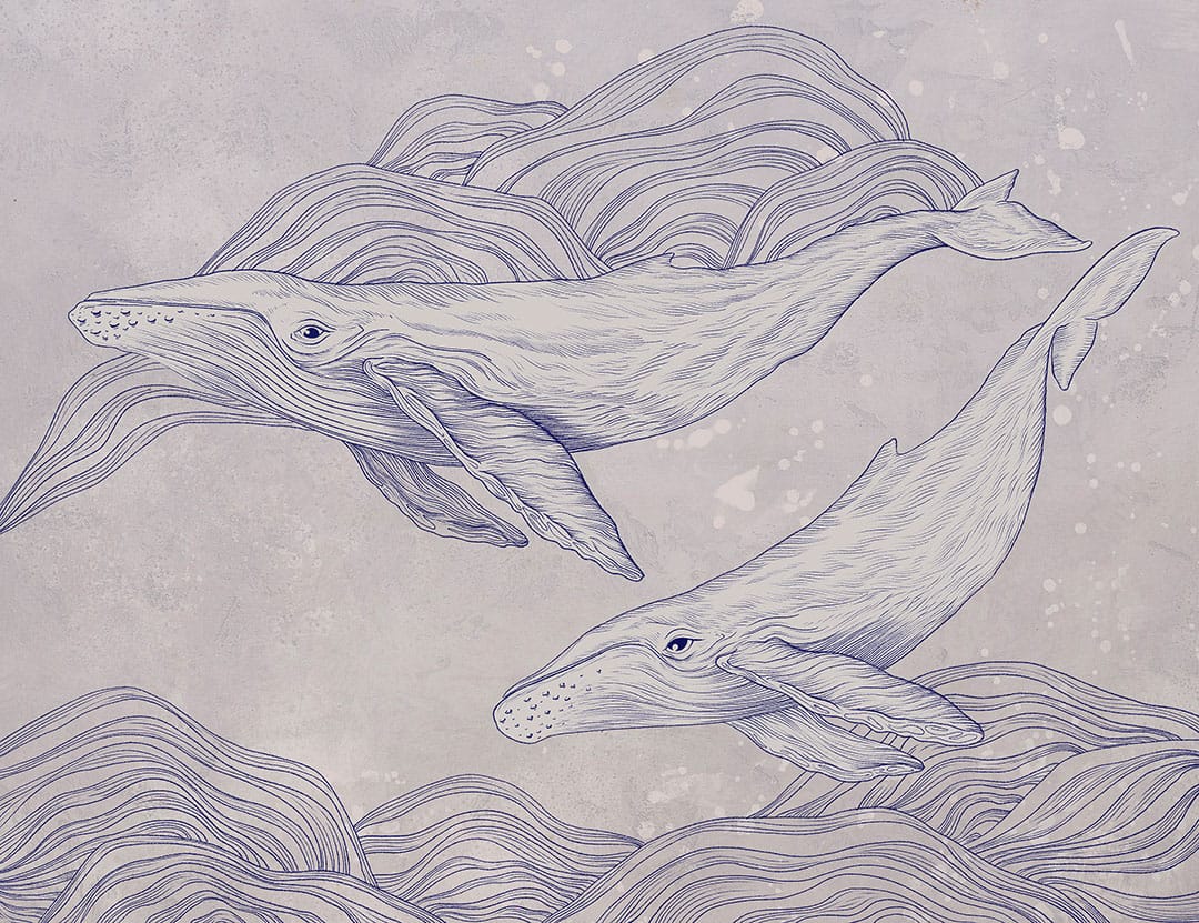 Cute illustrated whales wall mural on the gray background
