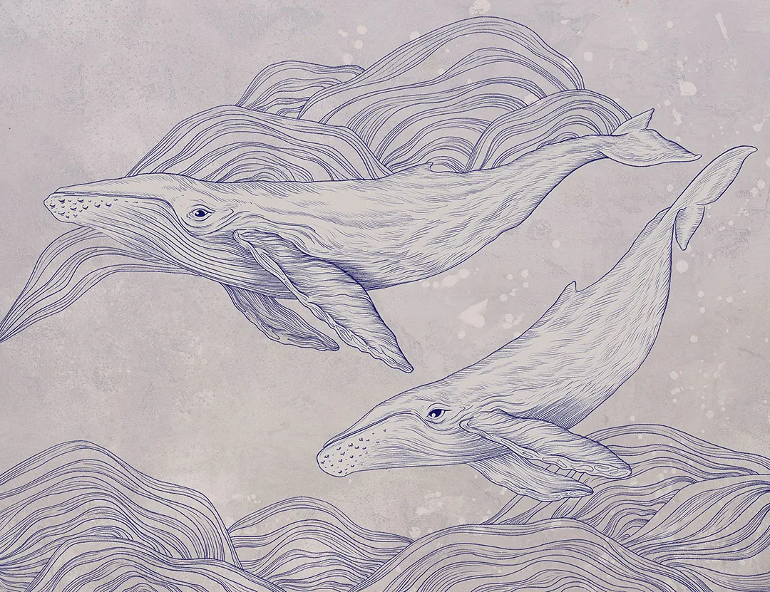 Cute illustrated whales wall mural on the gray background