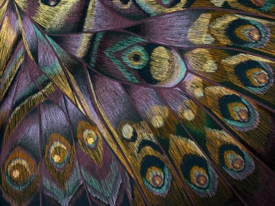 Bright butterfly wing imprint wall mural