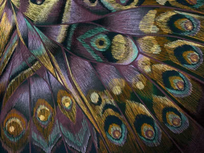 Bright butterfly wing imprint wall mural