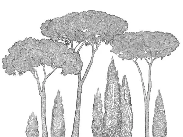 Nature wall mural with Italian cypress and stone pine trees