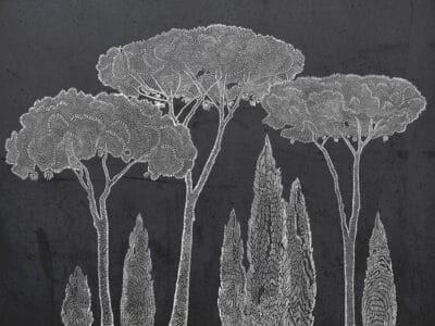 Nature wall mural with Italian cypress and stone pine trees on the dark background