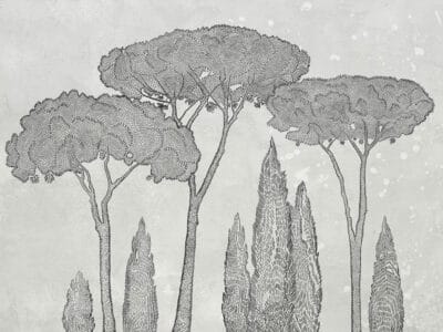 Nature wall mural with Italian cypress and stone pine trees on the light background