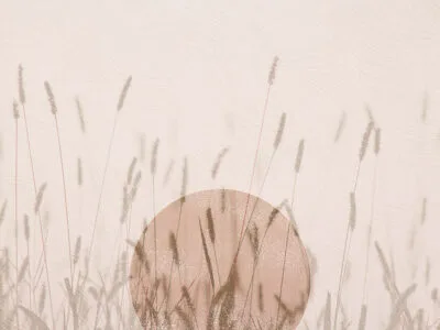 Wall mural sunrise in reeds