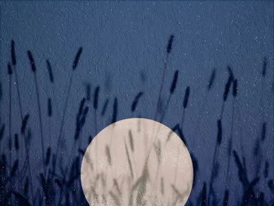 Wall mural sunset in reeds