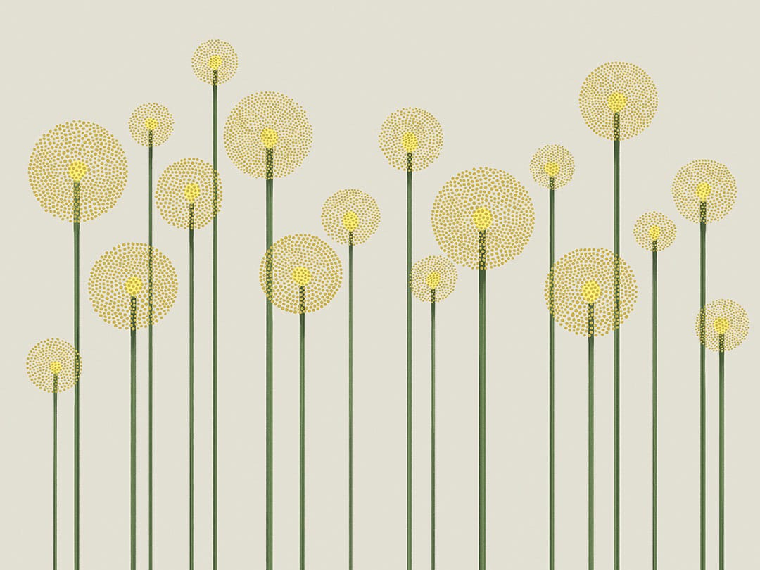 Illustrated minimalistic yellow dandelions wall mural
