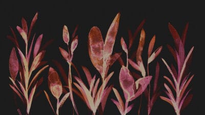 Dark watercolor botanicals wall mural