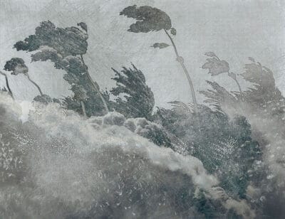 Gray vintage etching wall mural with forest trees
