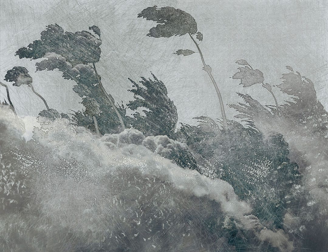 Gray vintage etching wall mural with forest trees