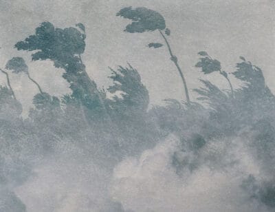 Vintage gray etching forest in fog wall mural