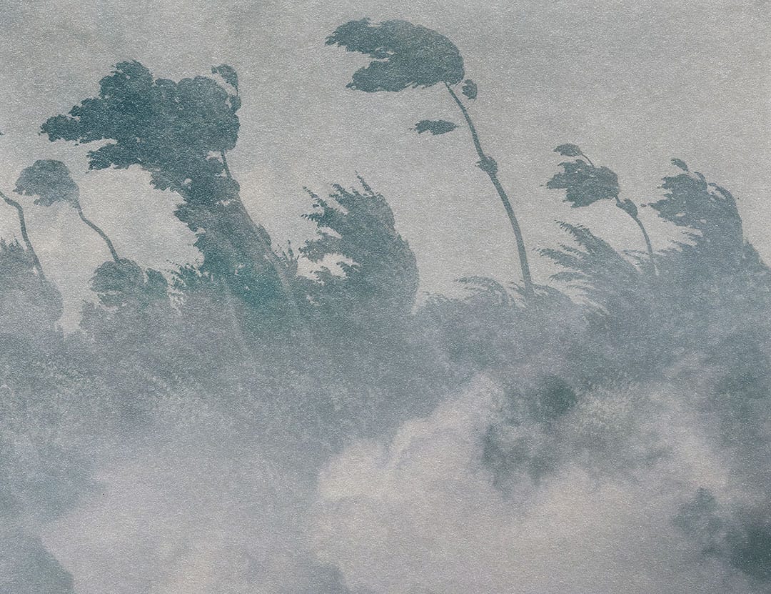 Vintage gray etching forest in fog wall mural