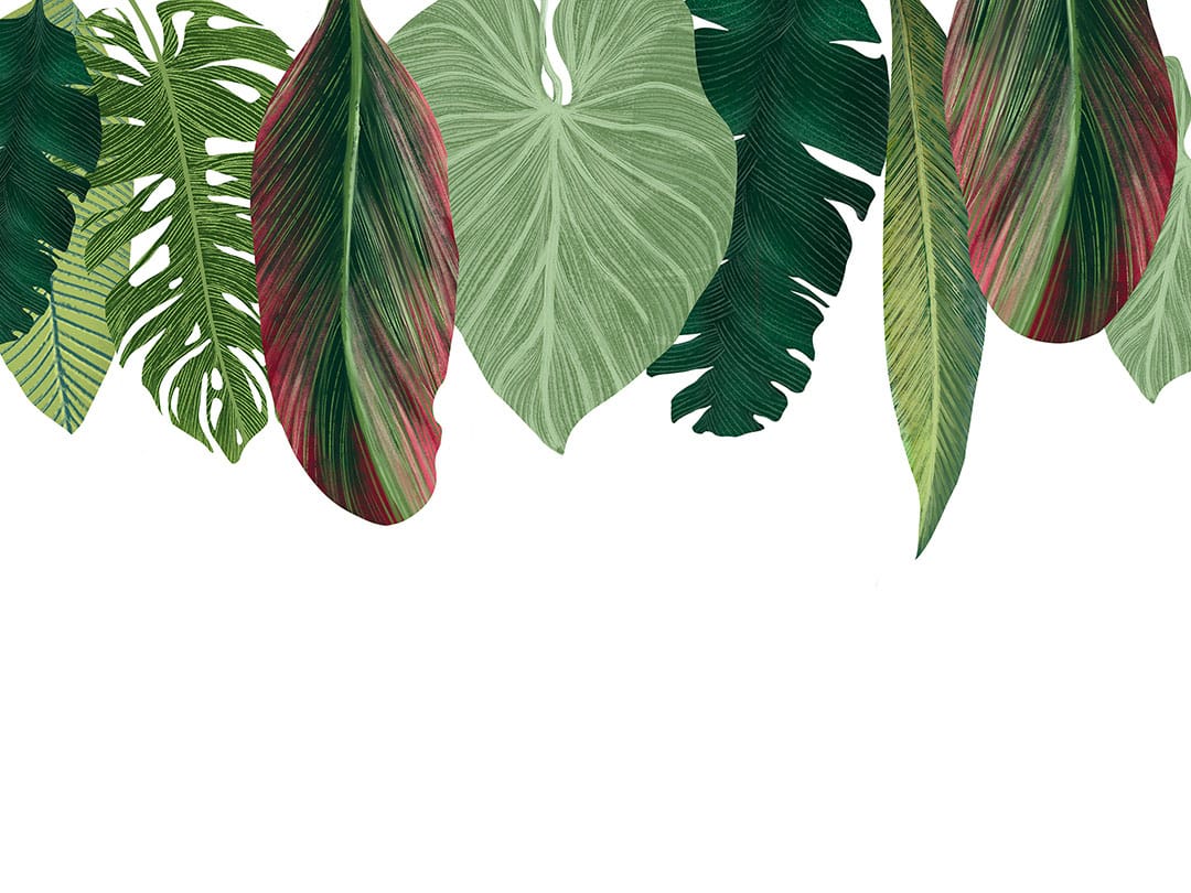Overhanging tropical leaves on white background wall mural