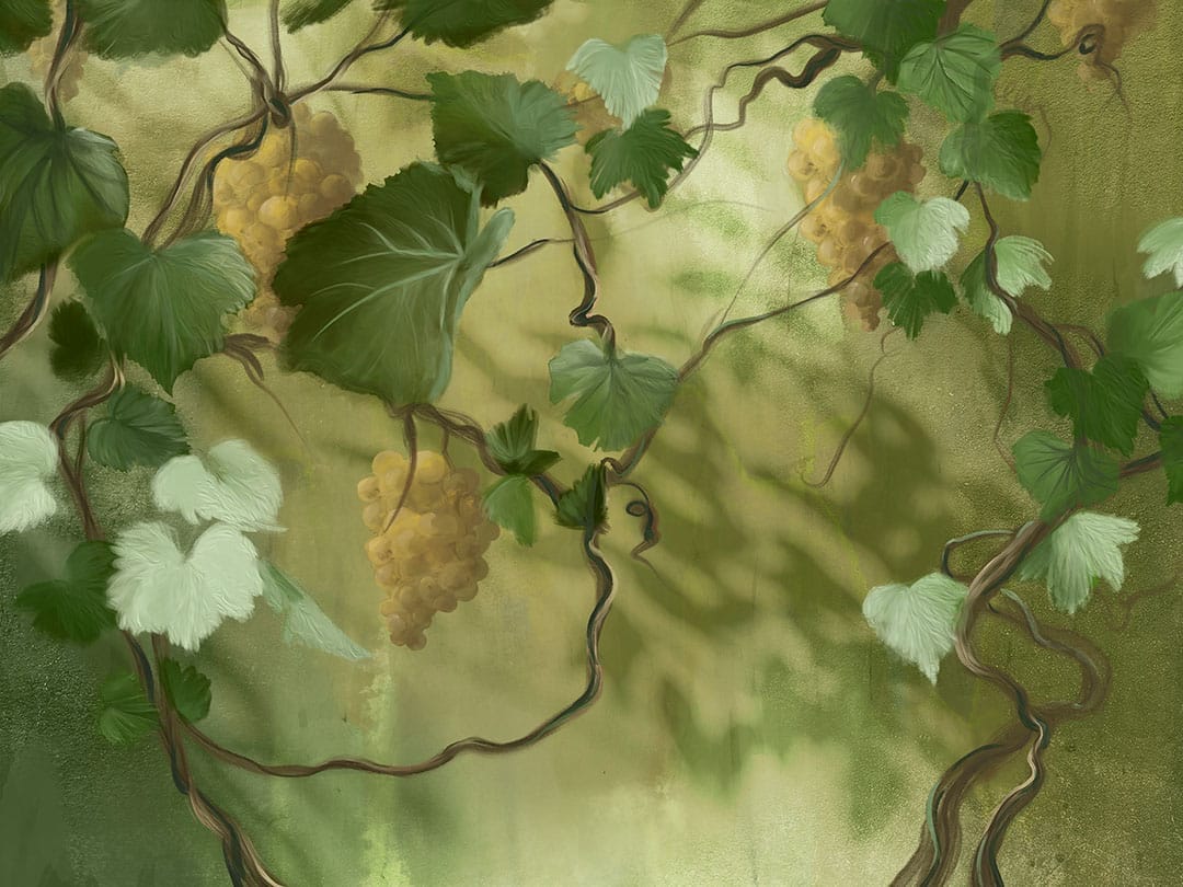 Wall mural with bunches of grapes, vines, and leaves in green colors